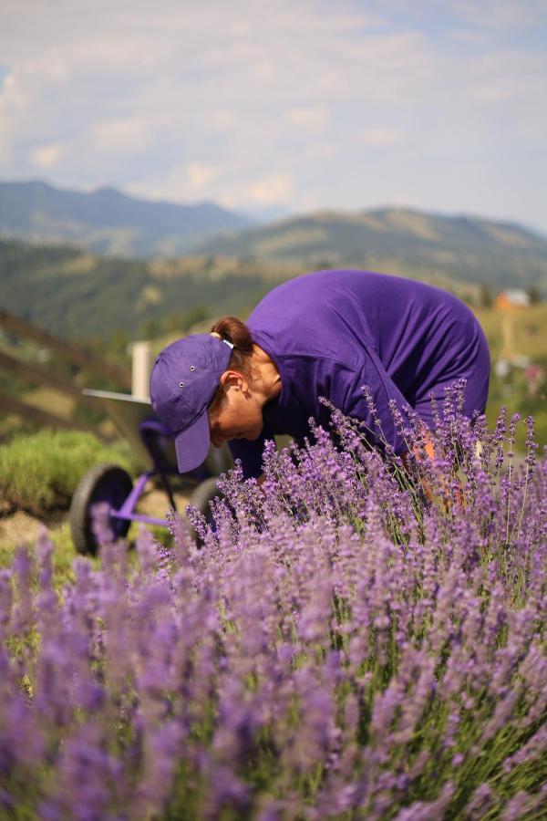 Lavender Valley Perekrestnoye Luaran gambar