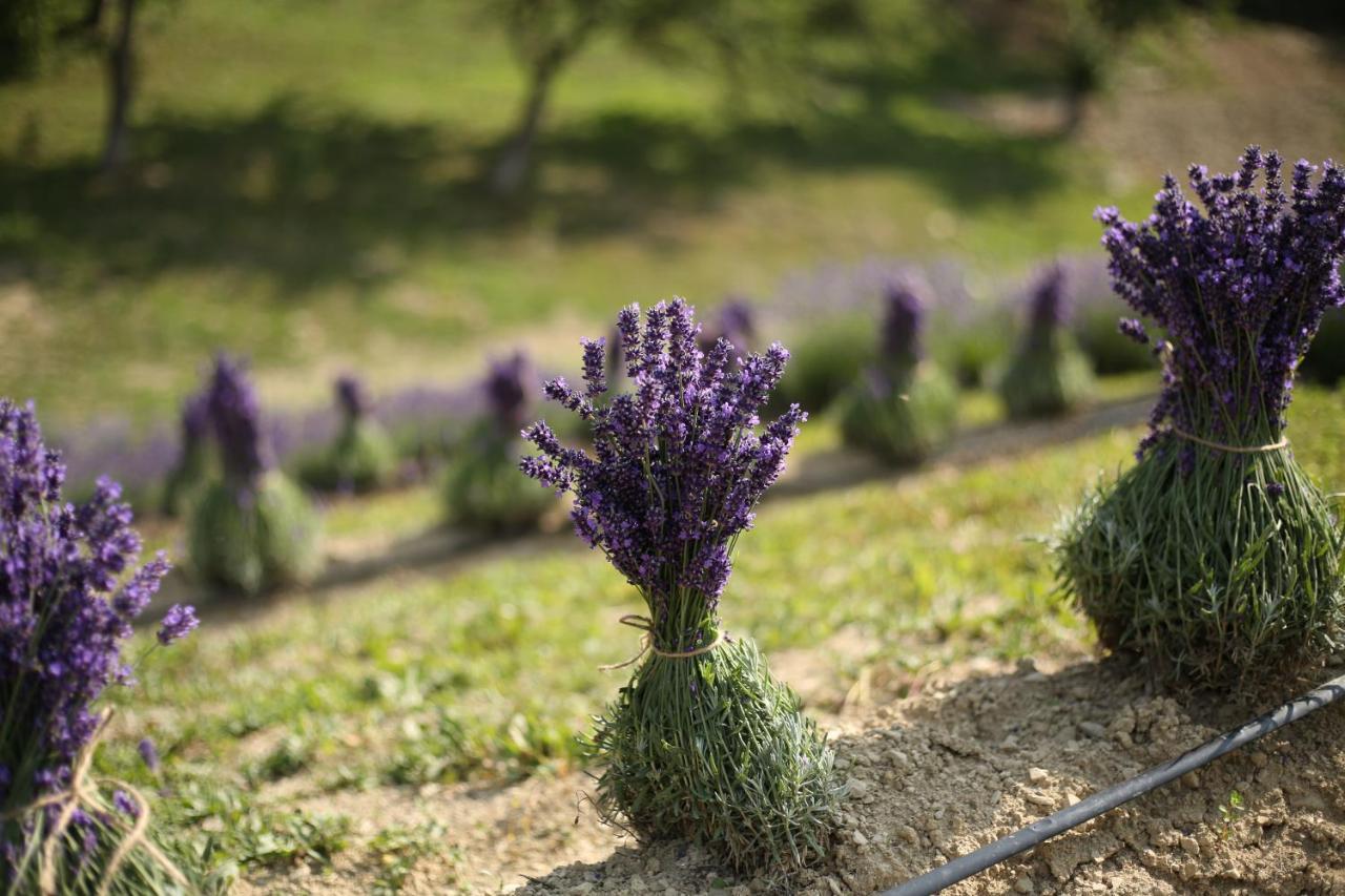 Lavender Valley Perekrestnoye Luaran gambar